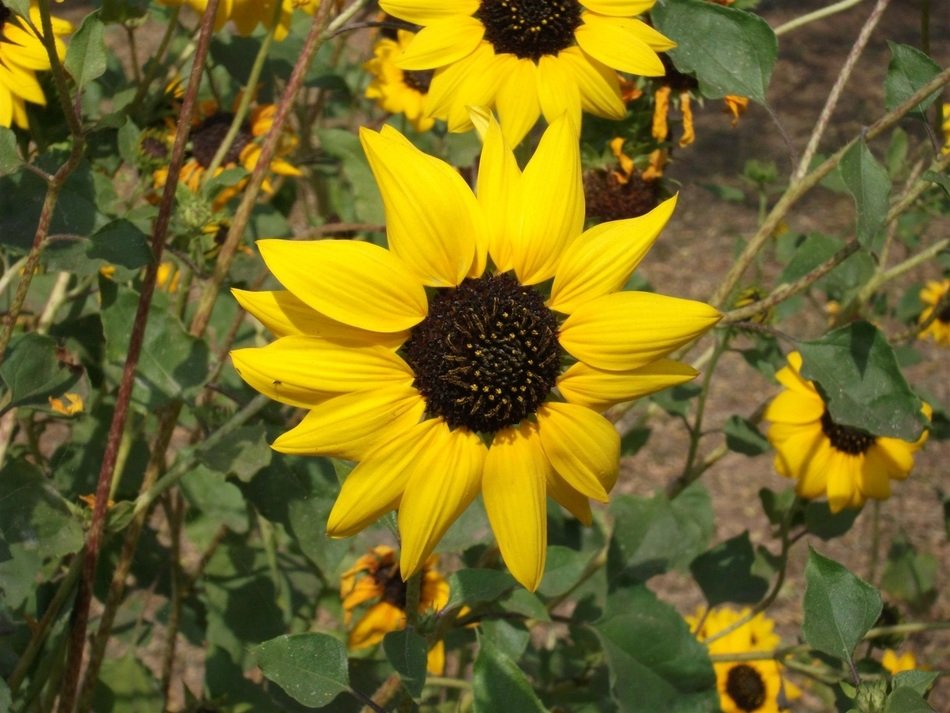 yellow meadow flowers in nature