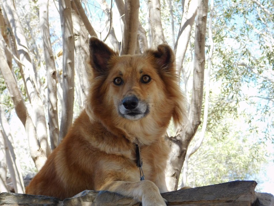 red dog on a background of trees