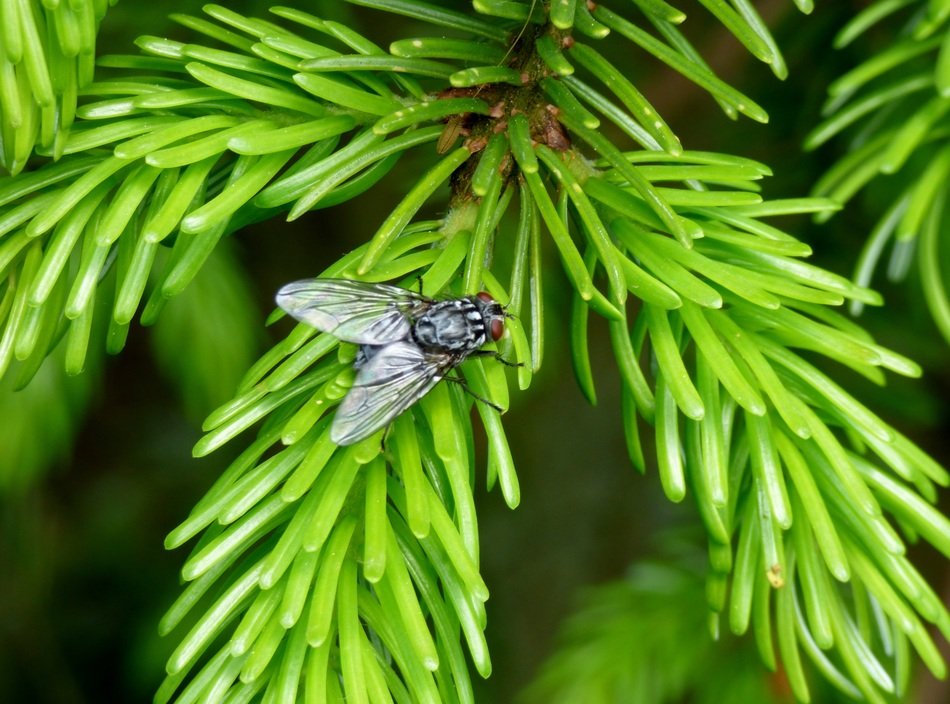 fly on a spruce branch