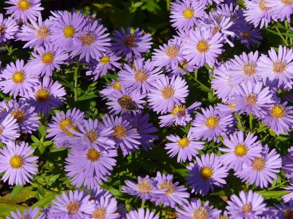 bee among the purple asters