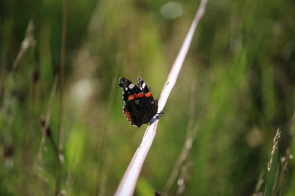 black butterfly on autumn grass