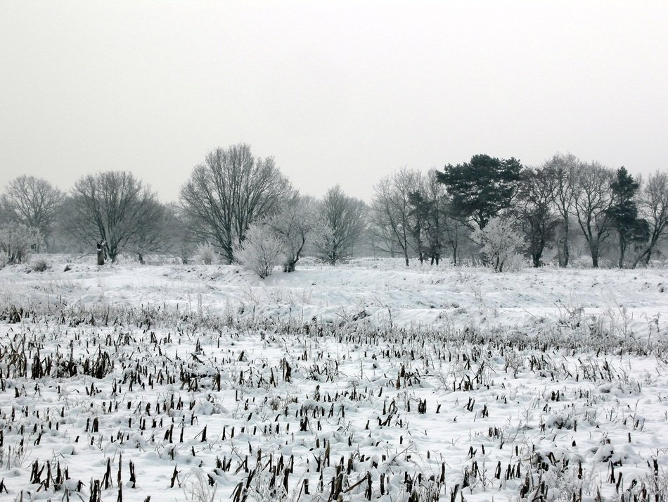 snowy meadow in black and white background