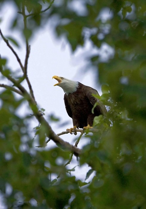 bald eagle trees sky