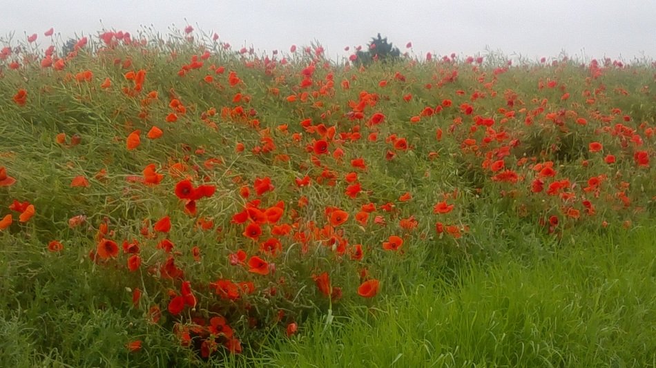 thickets of red poppy in the field