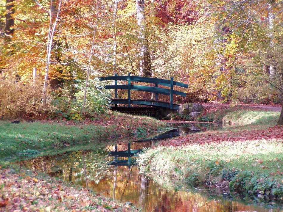 bridge in the autumn forest