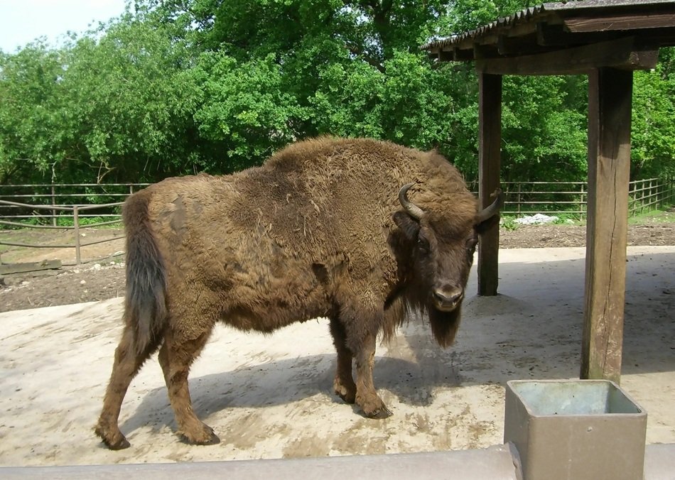 bison in captivity at summer