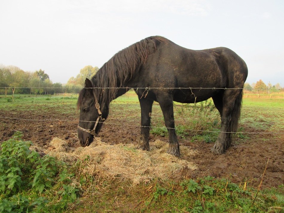 horse whey filthy dirt