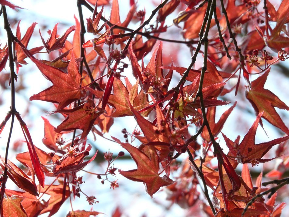 Red maple is a decorative plant