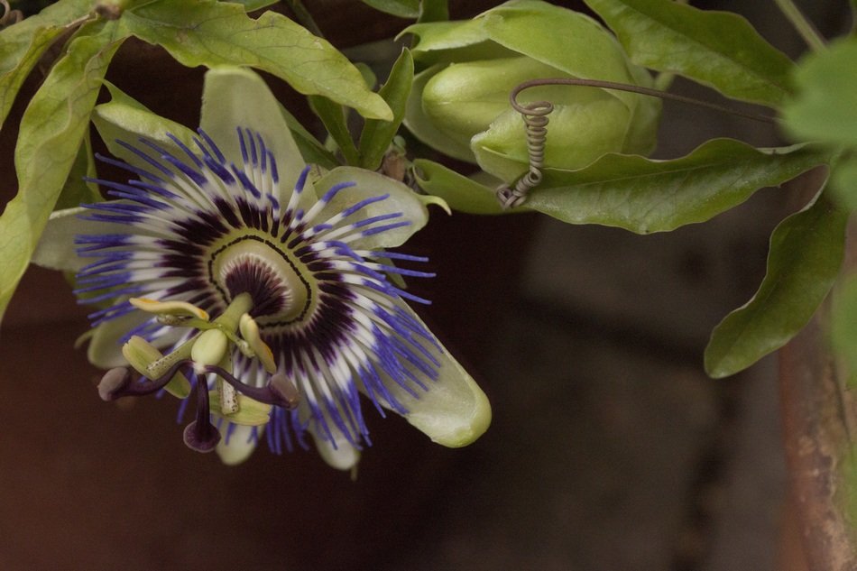 Violet passion flower