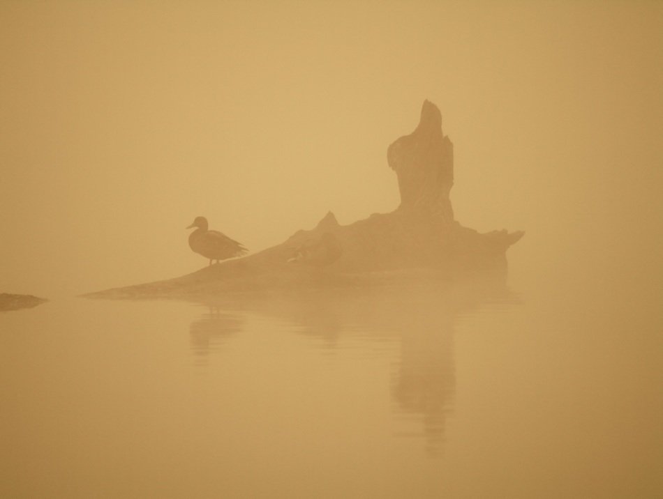 orange mist on the pond