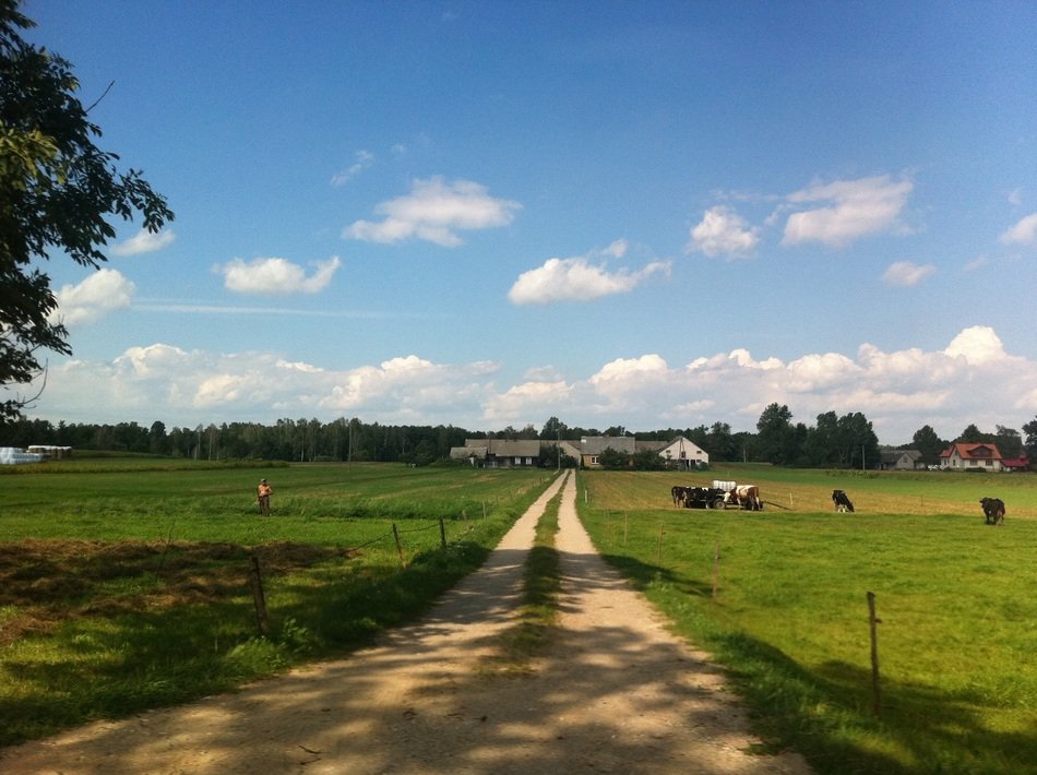 The road in the forest
