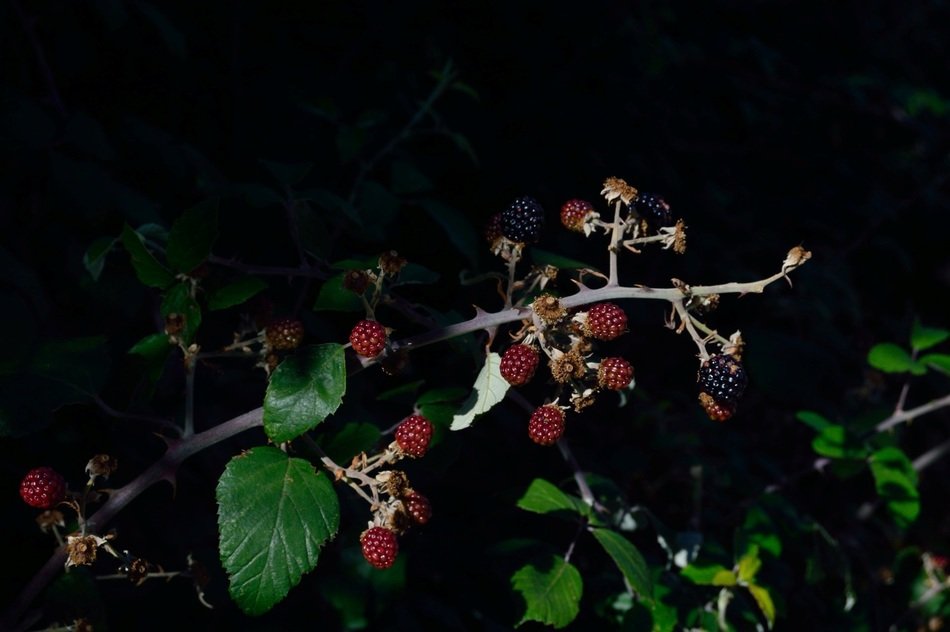 fruit field