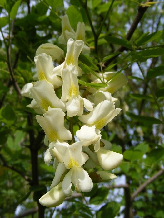 white flowers of acacia
