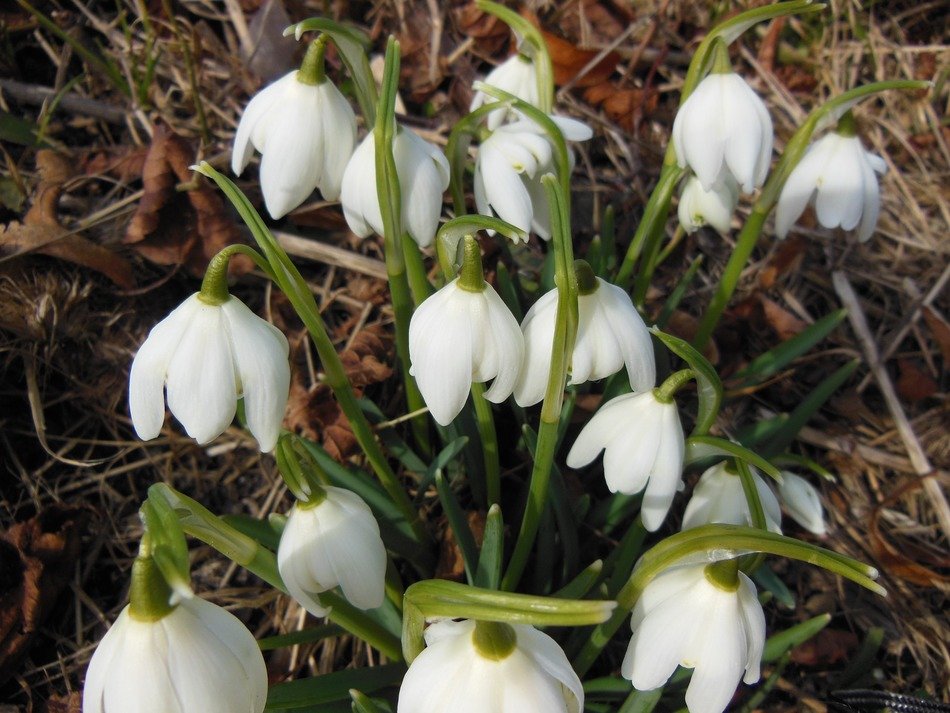 snowdrops Wake up