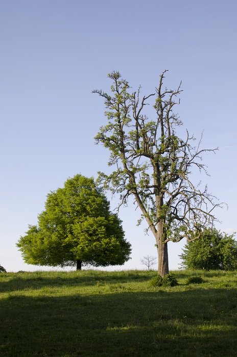 green trees in the park