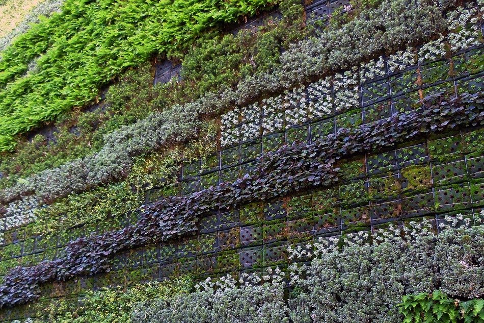 colorful plants on the wall