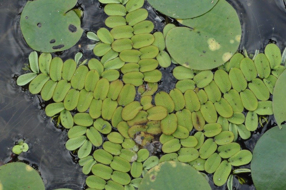 salvinia natans