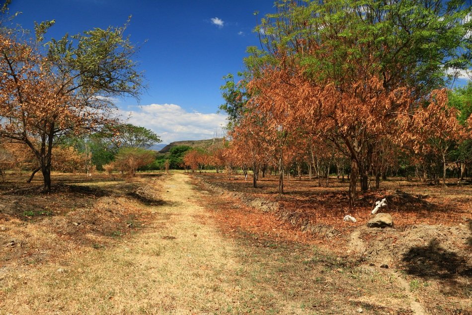 landscape of tolima