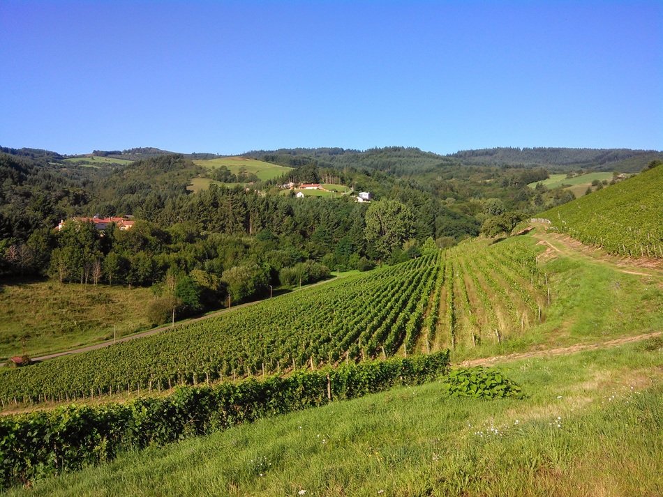 green vineyards on the mountainside