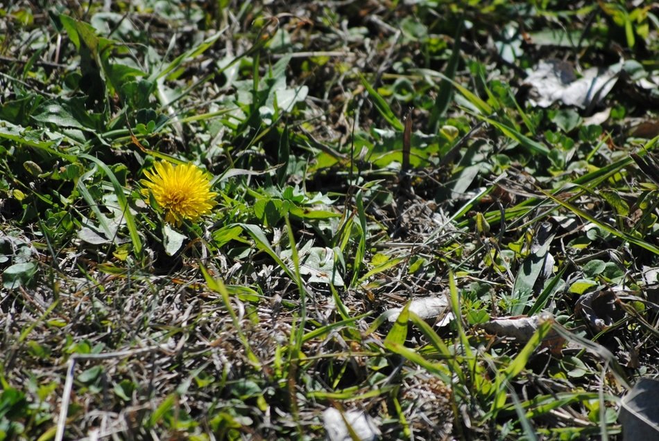 dandelion in the spring grass
