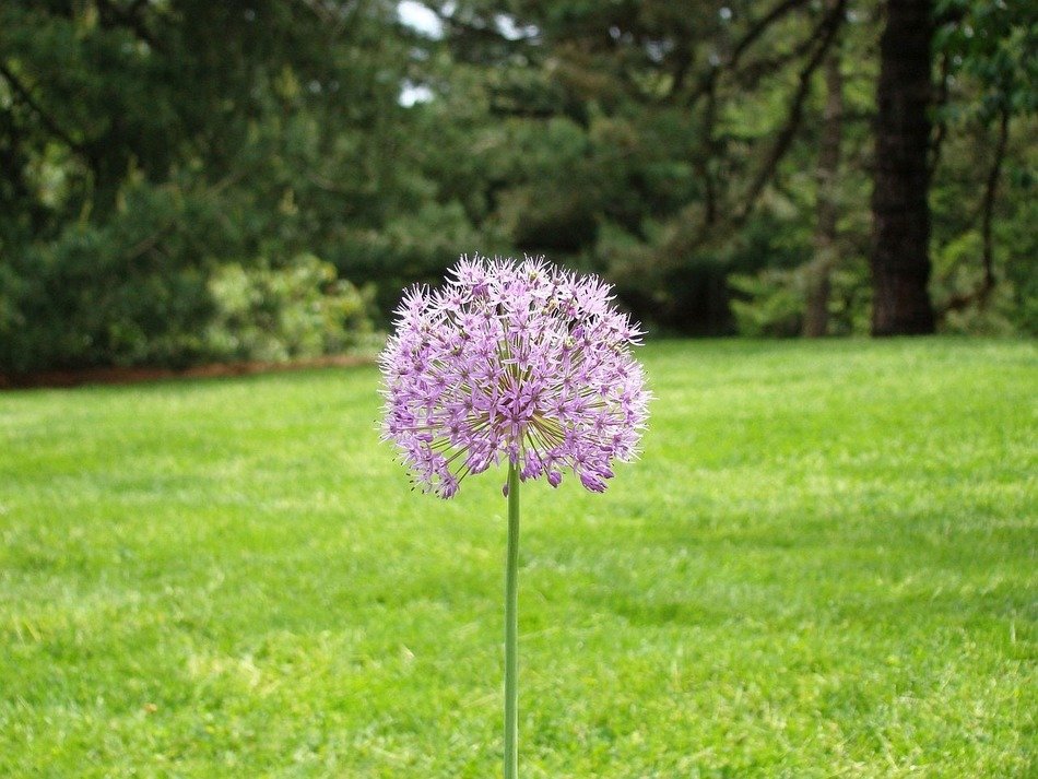 Flower on the lawn close-up