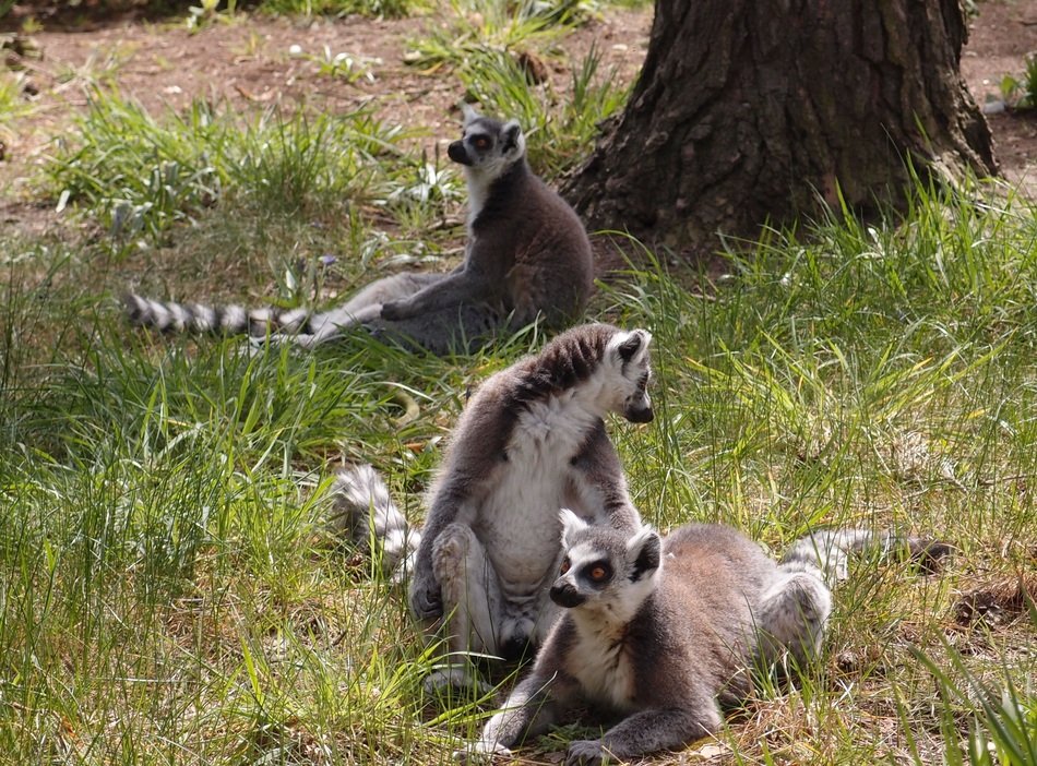 Lemurs in wildlife