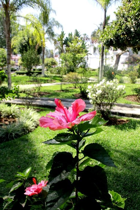 Pink flower in a park