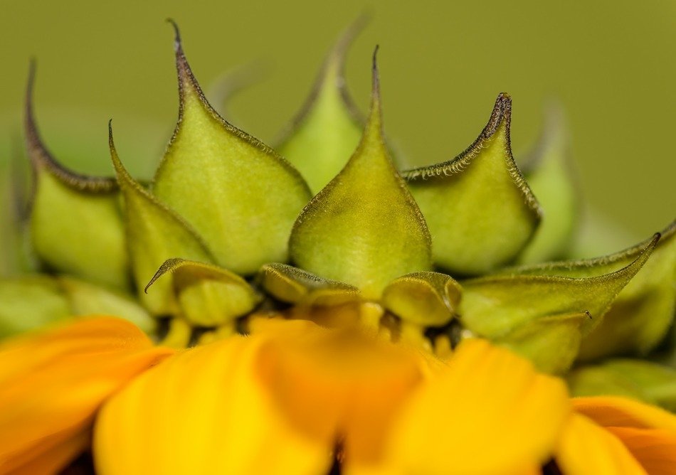Closeup Picture of the sunflowers