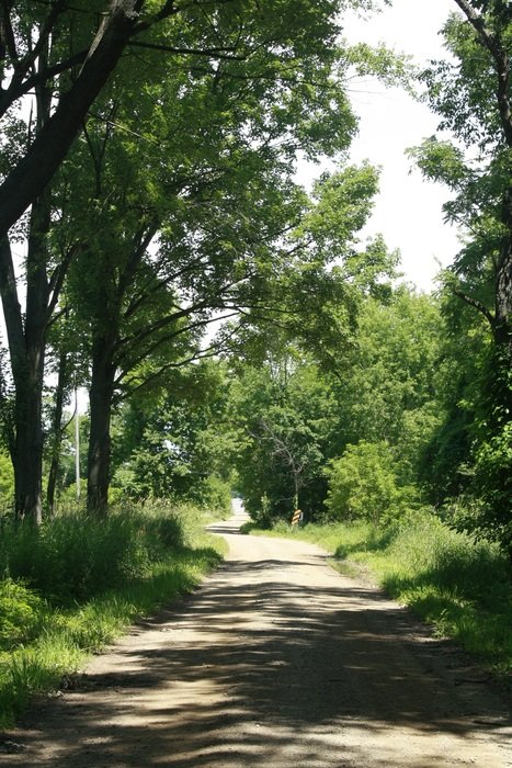 dirt road along the forest in the shadow