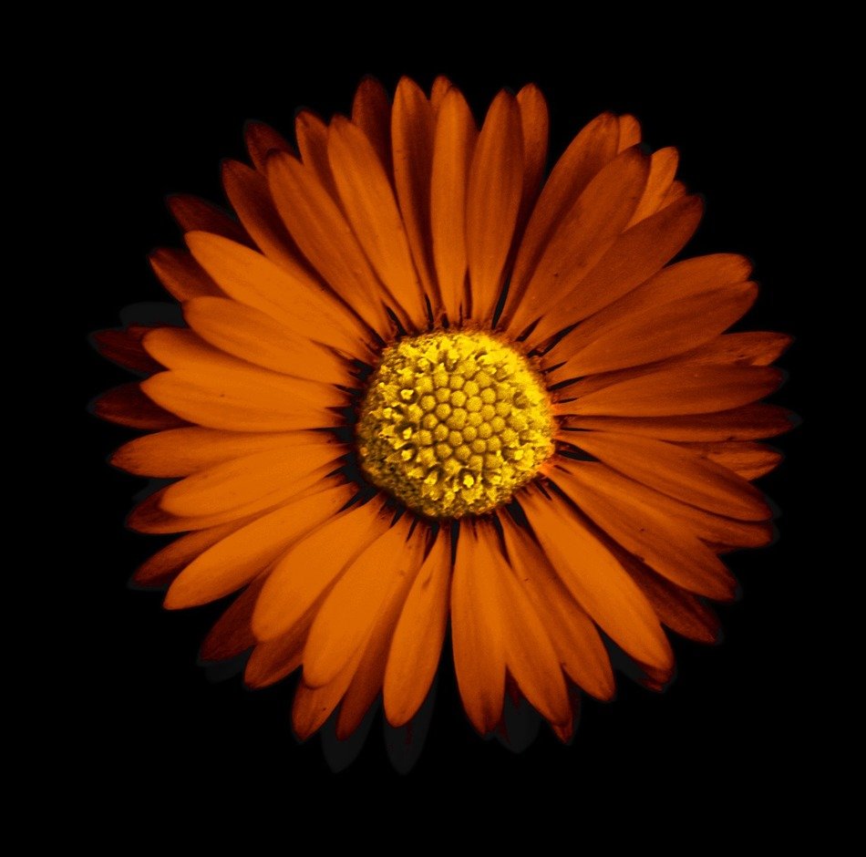 dark yellow daisy