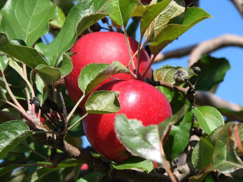 apples of the farm in Michigan