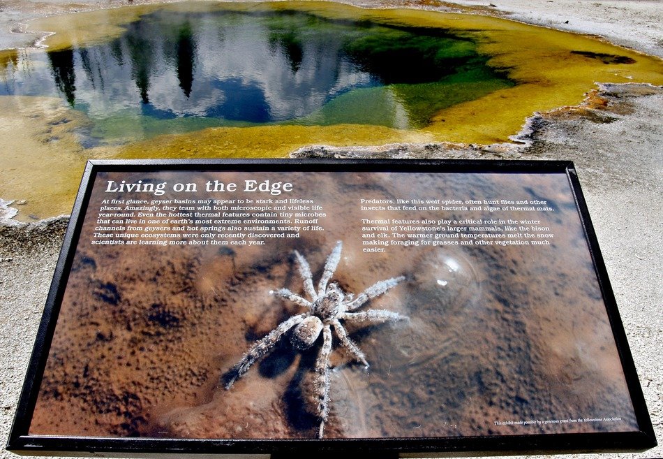 spider sign landscape water