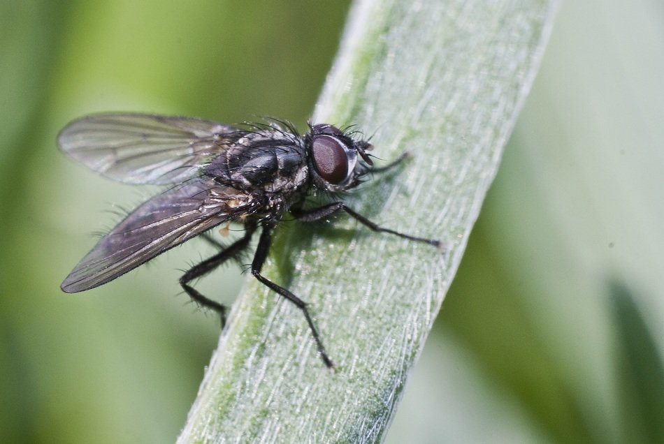 fly closeup
