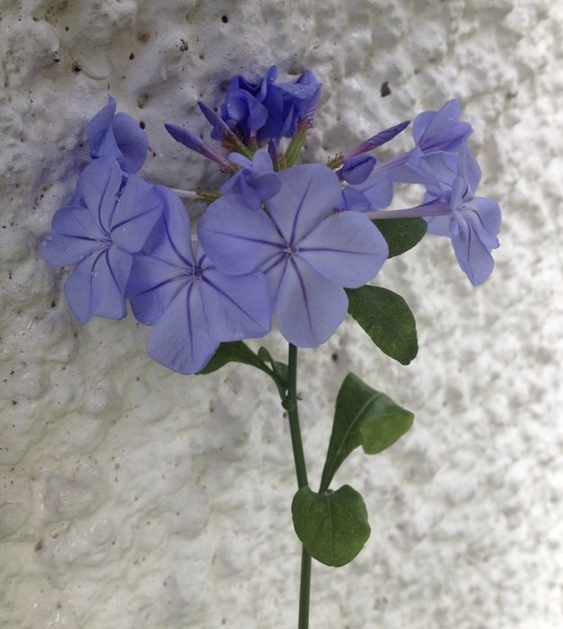 purple plumbago in South Africa