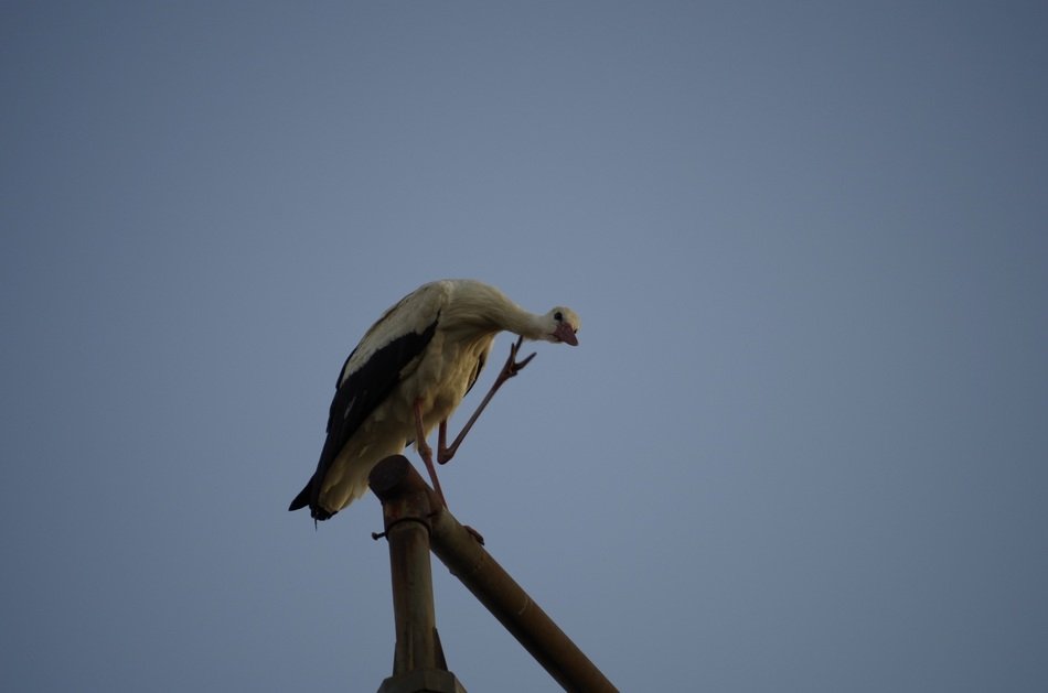 stork on top of a pillar