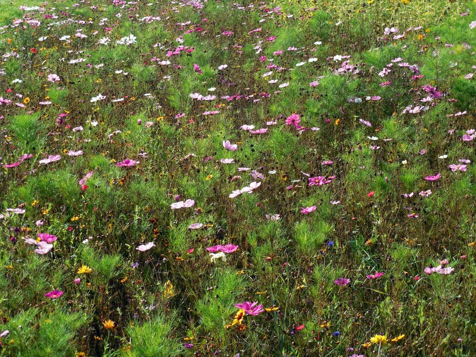 meadow with flowers