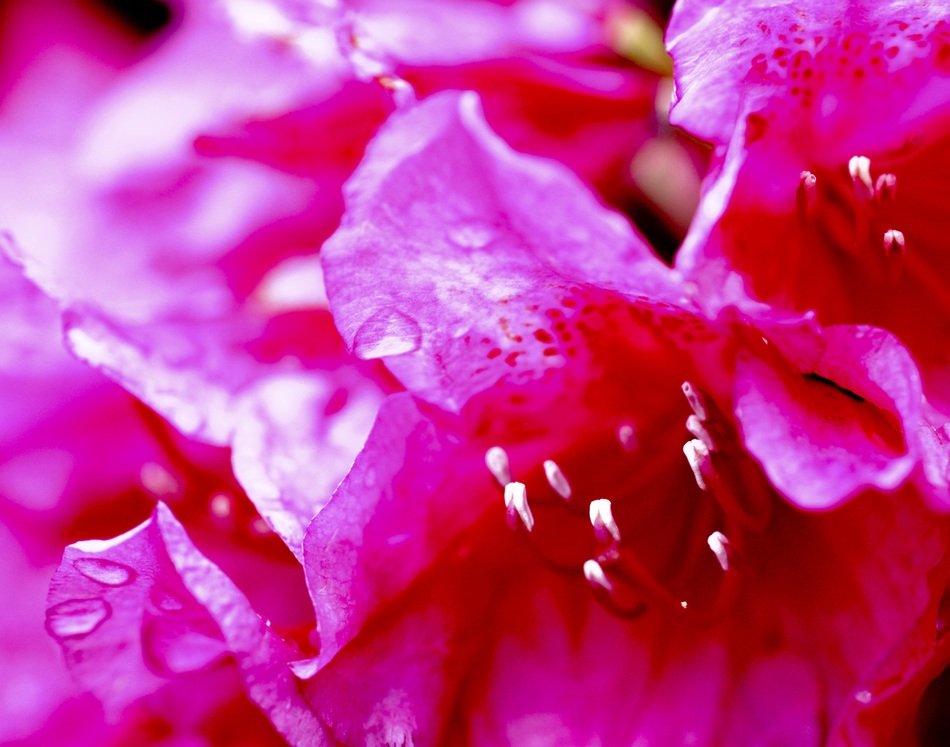 bright petals of a pink flower in drops close-up