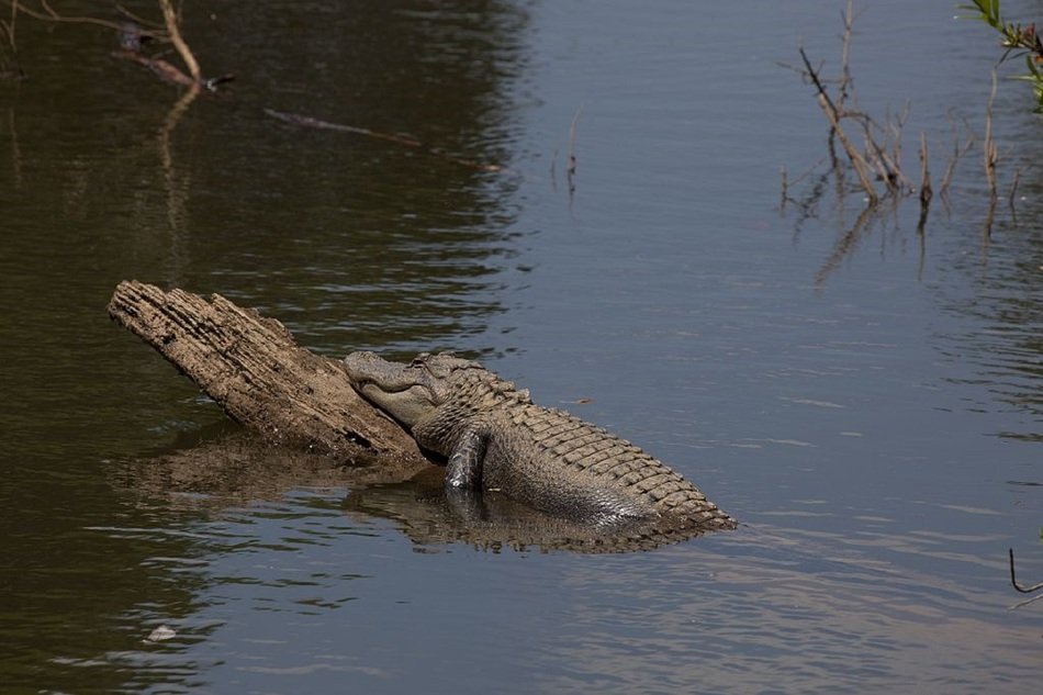 alligator on the log