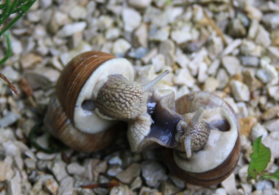 snails in love in the garden
