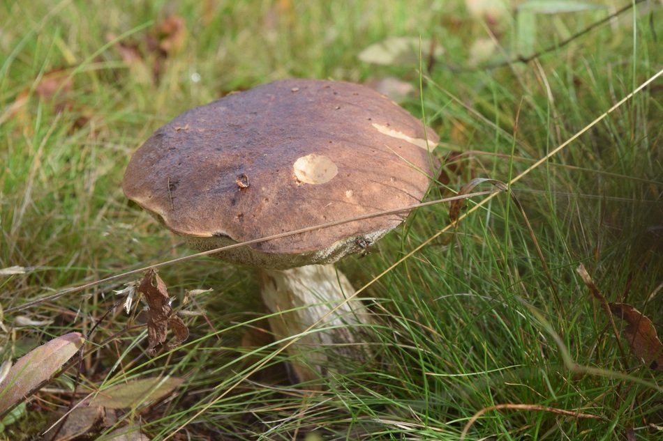 boletus mushroom in a grass