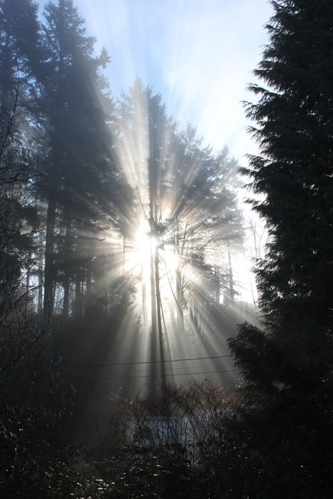 nature trees sun