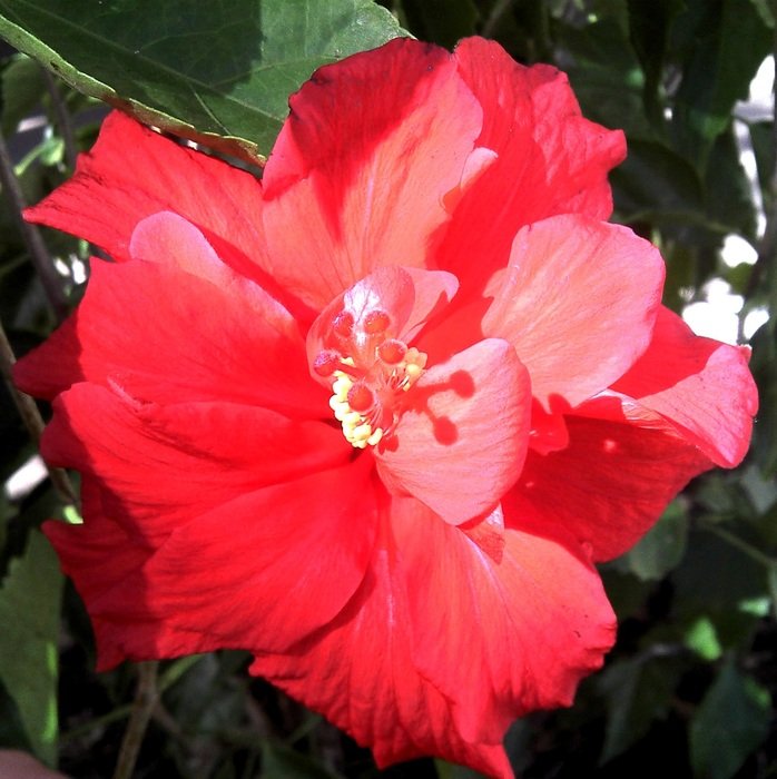 Picture of red hibiscus double bloom