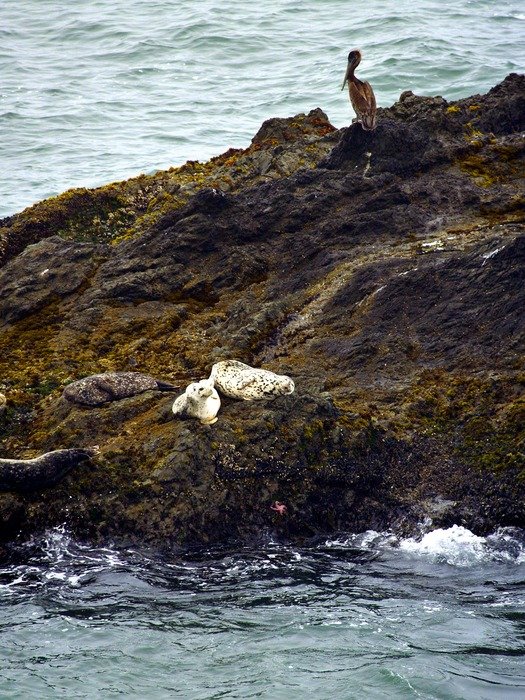 white seals on the pacific coast
