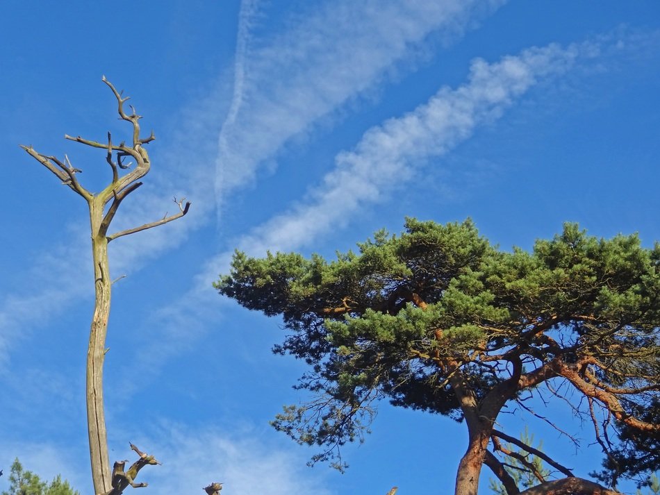 pine tree in desert