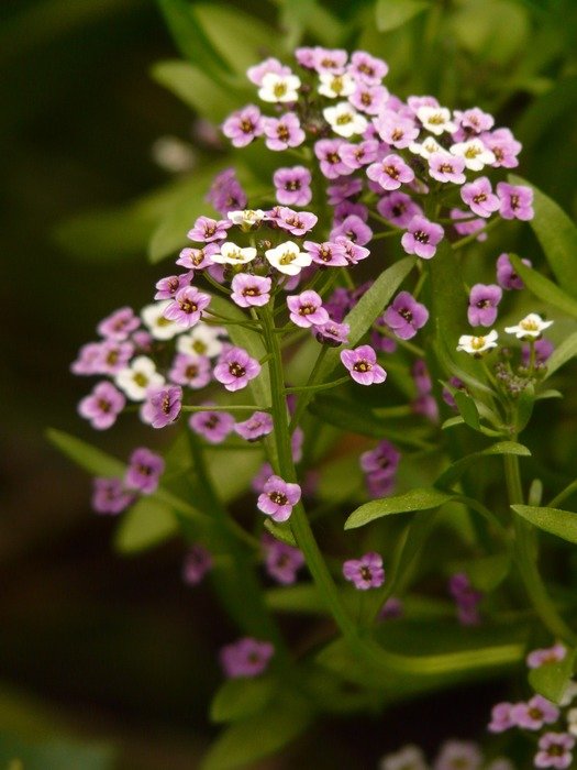 flowers Arabis Caucasian