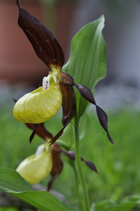closeup photo of green orchid flower