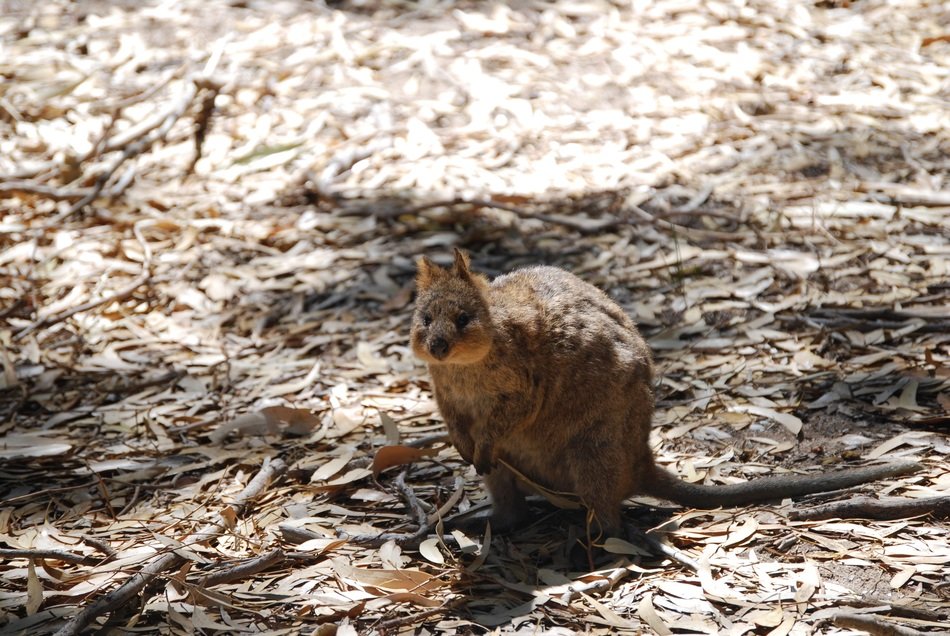 quokka in the nature of australia