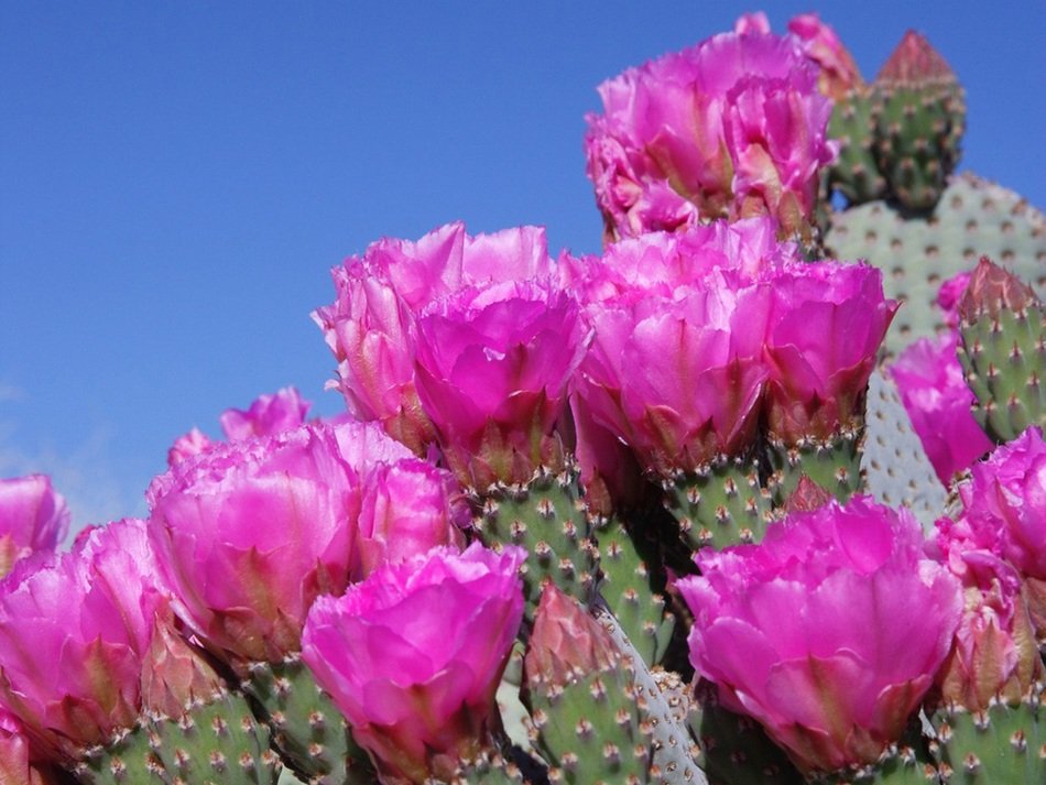 pink flowers on prickly pear against the blue sky