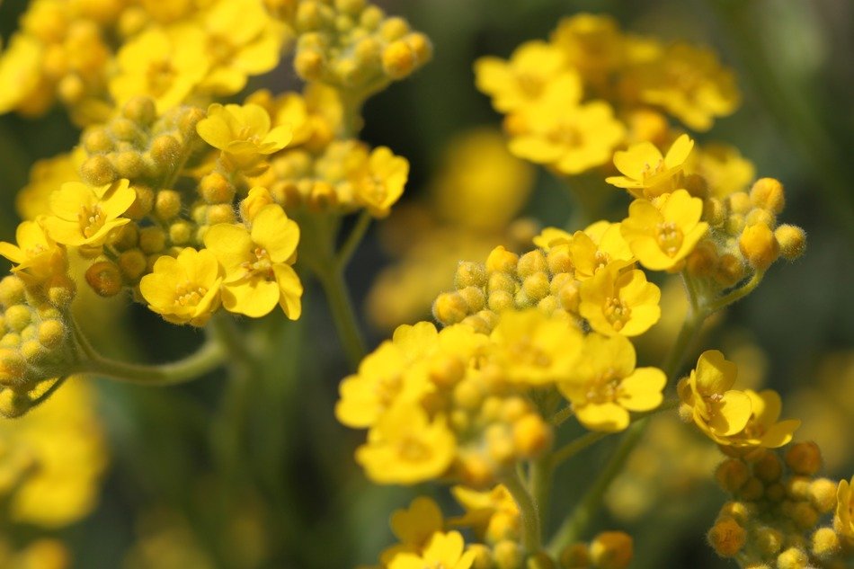 stone bush with yellow flowers