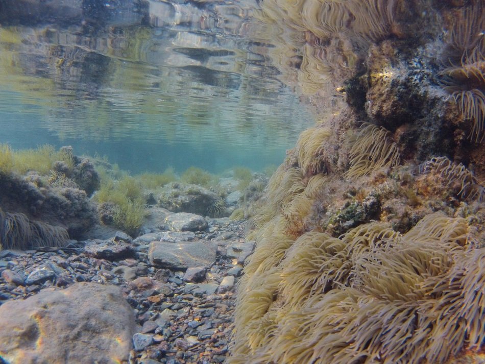 picture of underwater world off the coast of Spain